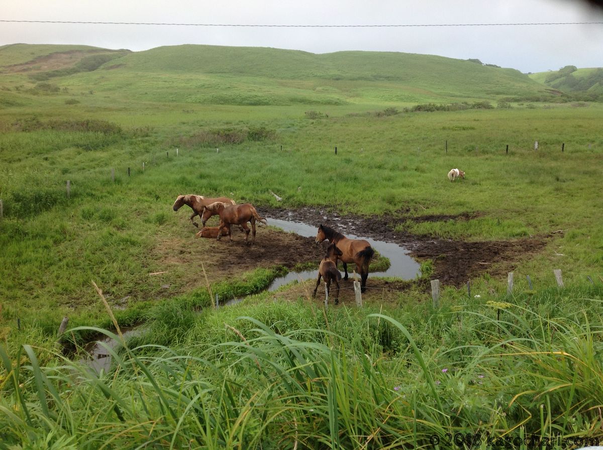 湿原で戯れる馬の親子たち