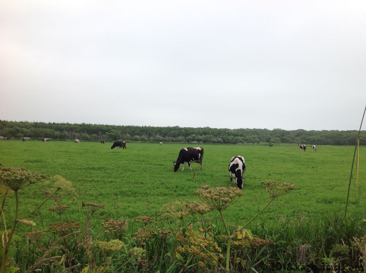 納沙布周辺の乳牛たち